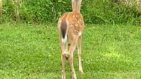 Deer at the park