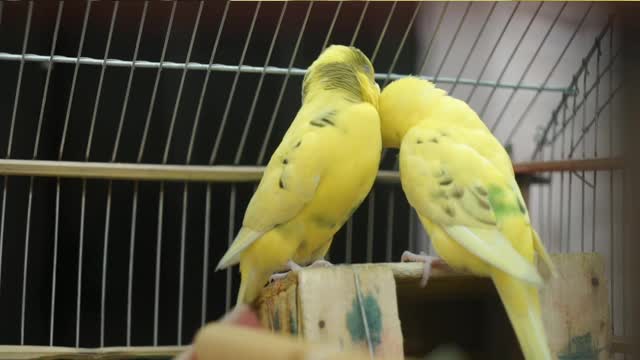 Beautiful yellow bird finds her soul mate