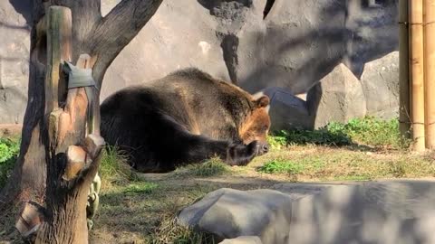 A very big bear waking up at the sound of people