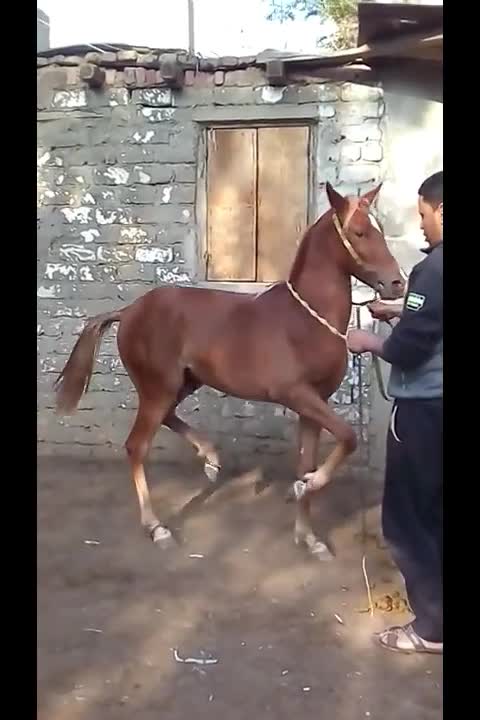 Trained Arabian Horse