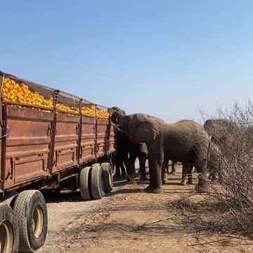 Elephants Stealing Oranges From a Trailer