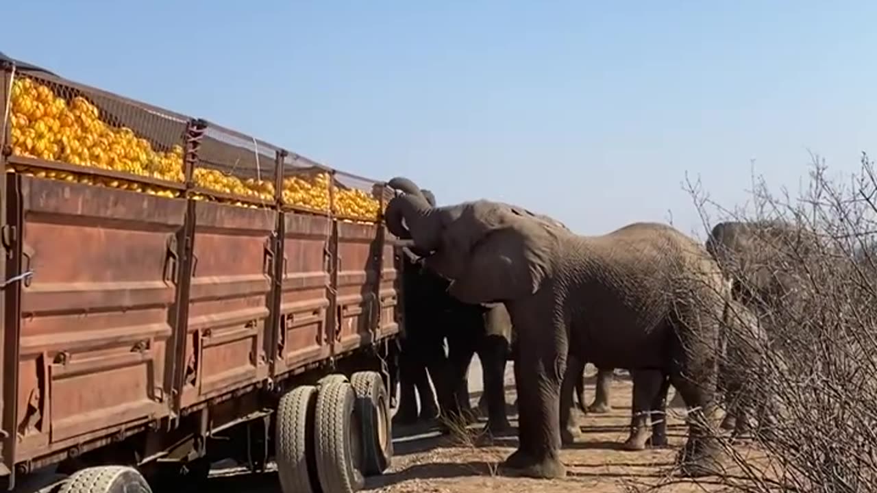 Elephants Stealing Oranges From a Trailer