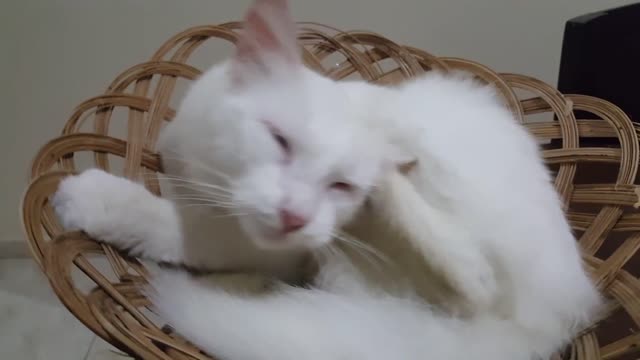 Cute pets || cute puppy videos compilation || Cute cat and Animals || Cute pet dog || #Cutepets