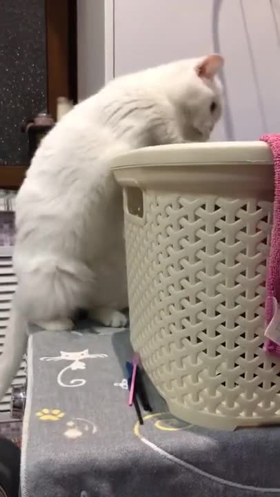 Gray Cat Was Petting 😂 White Cat Slapping 😂