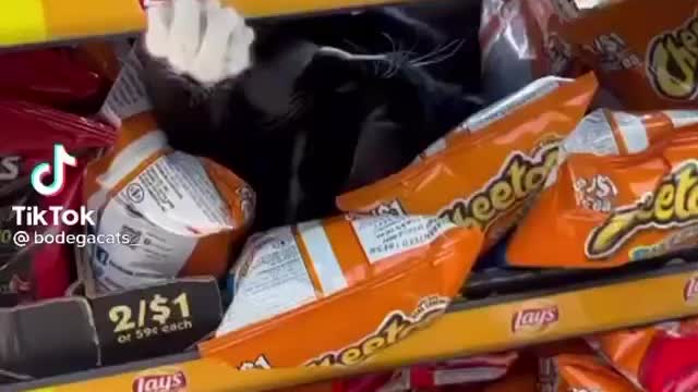 Cat in chips pocket