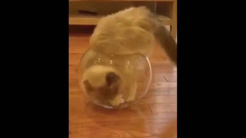 Funny Animals! Funny Cats! Funny Videos! # Shorts