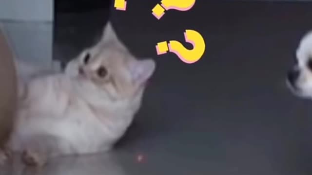 Cats are fighting for rats.😱😱😱
