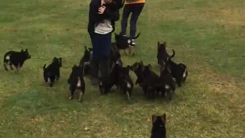 Precious German Shepherd Pups Chase Girl