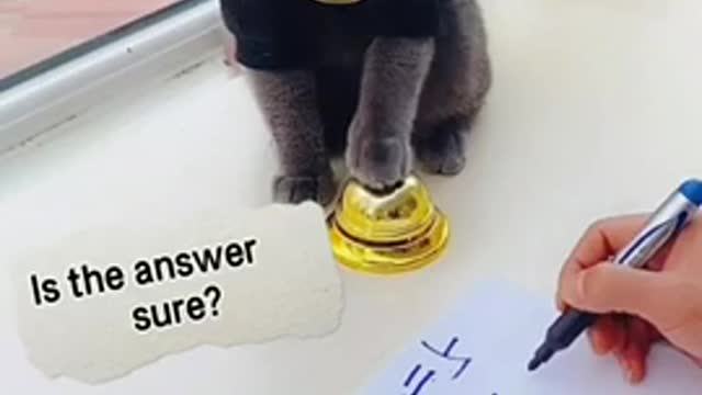 Cute cat doing calculation