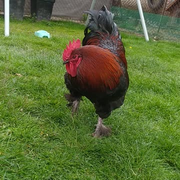 Sapphire spring day 🐓🪶🧡😍