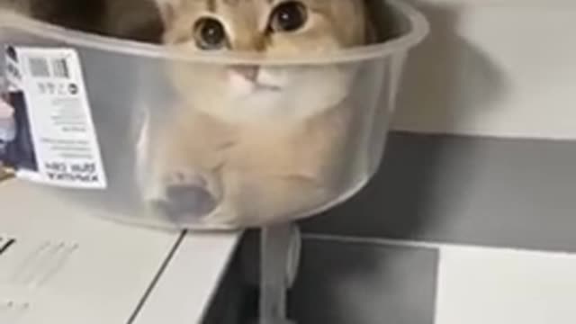 Baby Cats - Cute Funny Cats Videos compilation