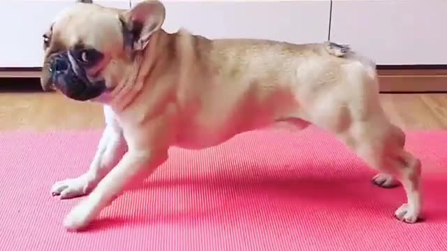 cute dog doing multiple stretches