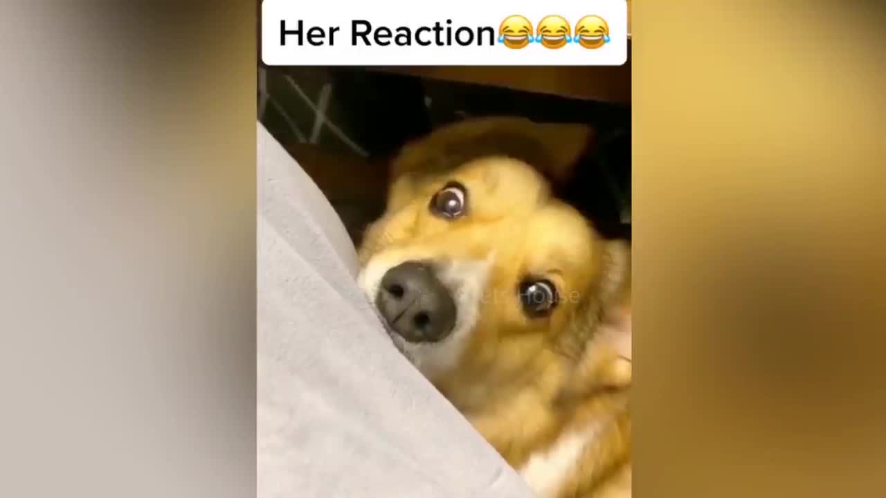 Dog Reaction to Cutting Cake 🤣 - Funny Dog Cake Reaction Compilation