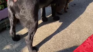 Check out this heart-warming cat and dog friendship