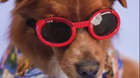 Dog Fan Of Tennis Balls Gets To Chase Them To His Heart's Content