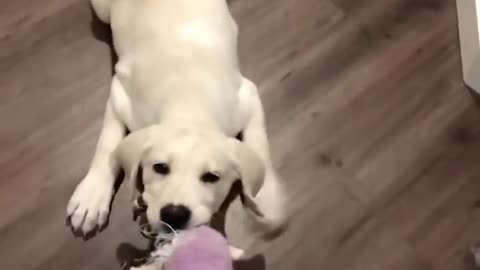 Funniest & Cutest Labrador Puppies #2 - Funny Puppy Videos