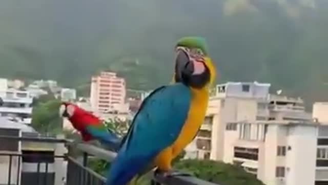 Groupe de Perroquet robuste dans votre balcon