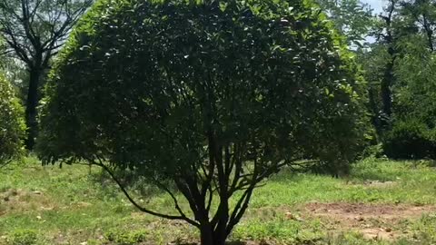 Small green tree growing in the sun