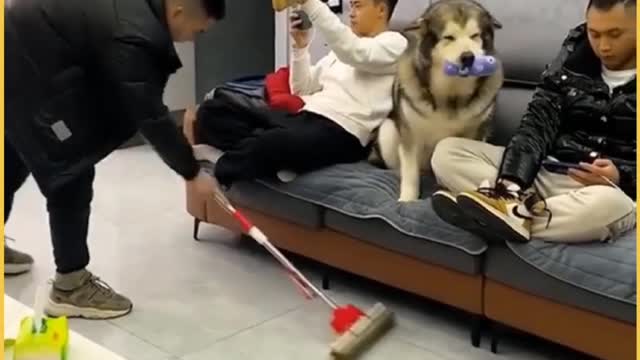 A Smart Dog Hard Workking Gym Funny Dog