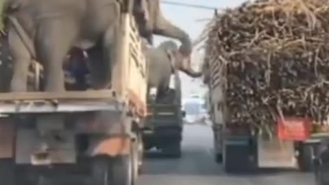 Elephants having food