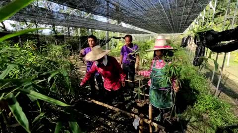 Learn Bamboo Harvest