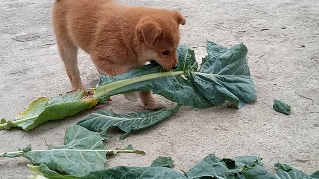 Angry puppy ## chewing grass 😂