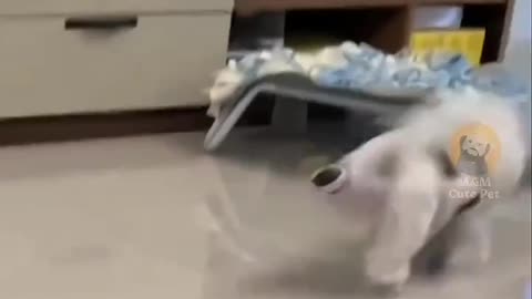 Funny and Cute Cats Videos #322