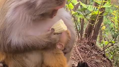 Baby monkey and mom eat corn