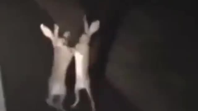 There was a fight on Easter