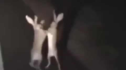 There was a fight on Easter