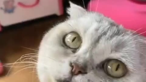 sweetheart cat