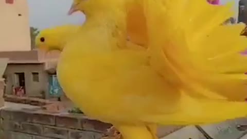 Amazing birds