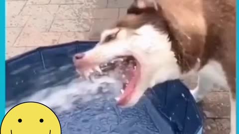 New Pool For Max