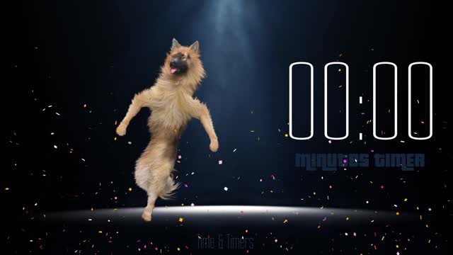 Funny video dancing dog