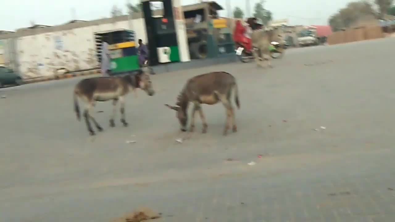 A cute donkey found in Rila village