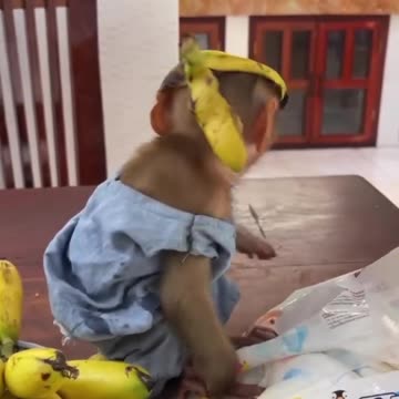 Monkey like Banna