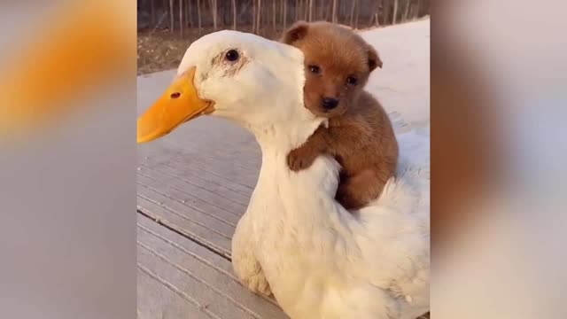 Little Puppy Loves his Duck buddy🦆