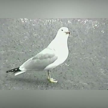 Woman Commentates Seagull Swallowing A Hotdog Whole