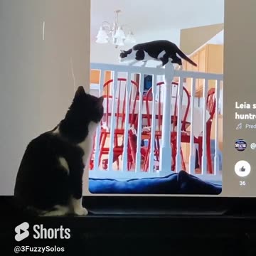 Leia watching herself on Rumble. Who is that gorgeous cat? #VainCat #CatShorts