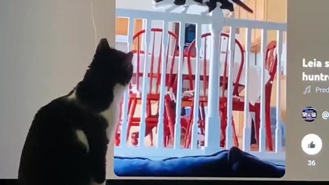 Leia watching herself on Rumble. Who is that gorgeous cat? #VainCat #CatShorts