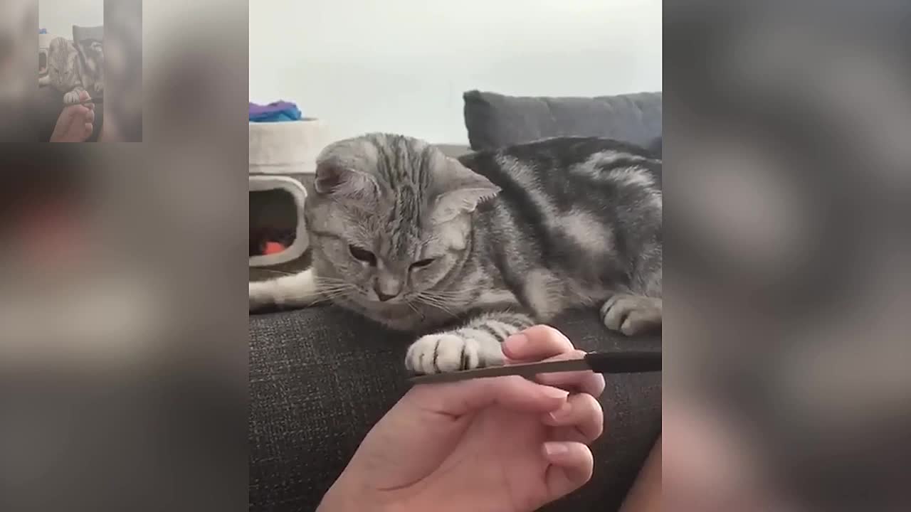 Cat clipping nails