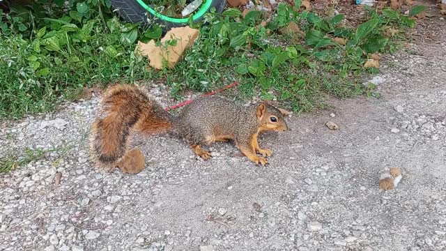 My Wife the Squirrel-Whisperer: Attempt #1 (Nilwood, IL USA)