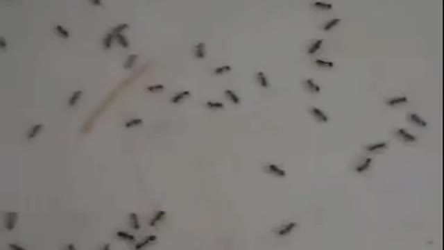 ants love