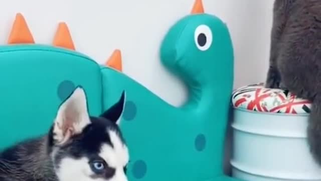 funny dog