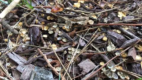 Bird’s Nest Fungi