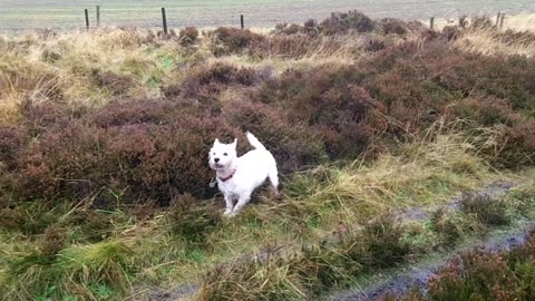 Doggie Diaries #22 - end of a Mayan Calendar... doggie style!