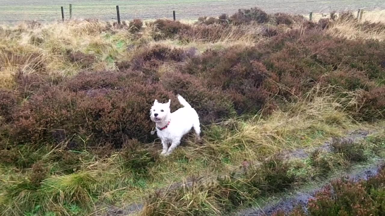 Doggie Diaries #22 - end of a Mayan Calendar... doggie style!