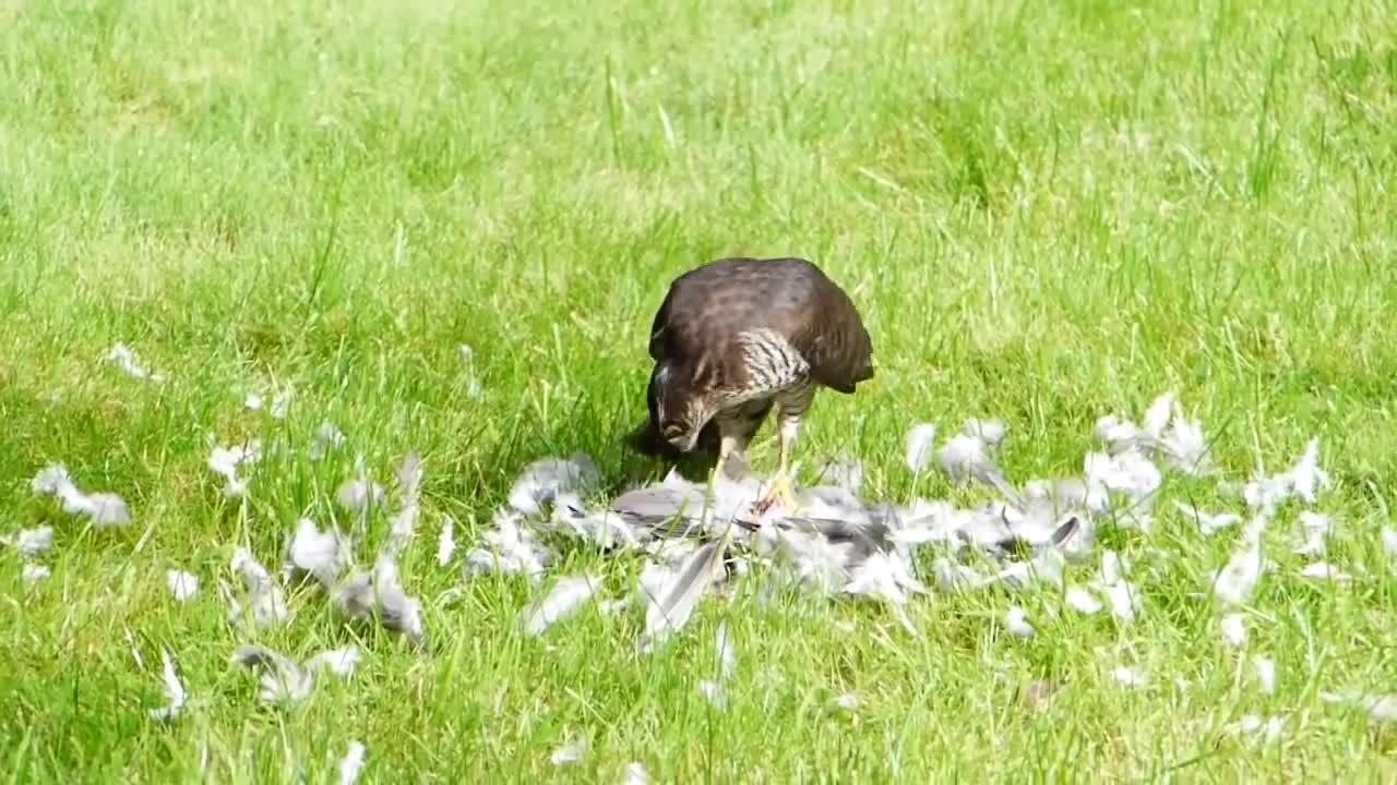 Sparrowhawk catches Wood Pigeon and is then harassed by two Magpies