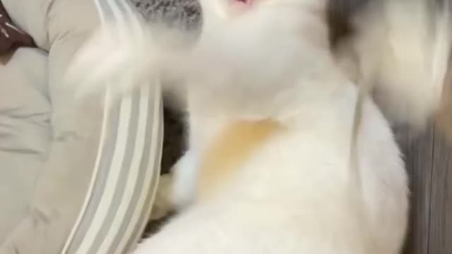 Cat Adorable Reaction To Scratches From Owner