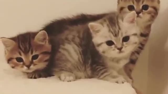 Adorable kittens family scene